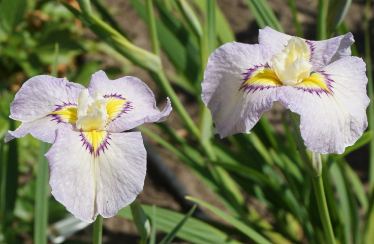 Violet Swallows