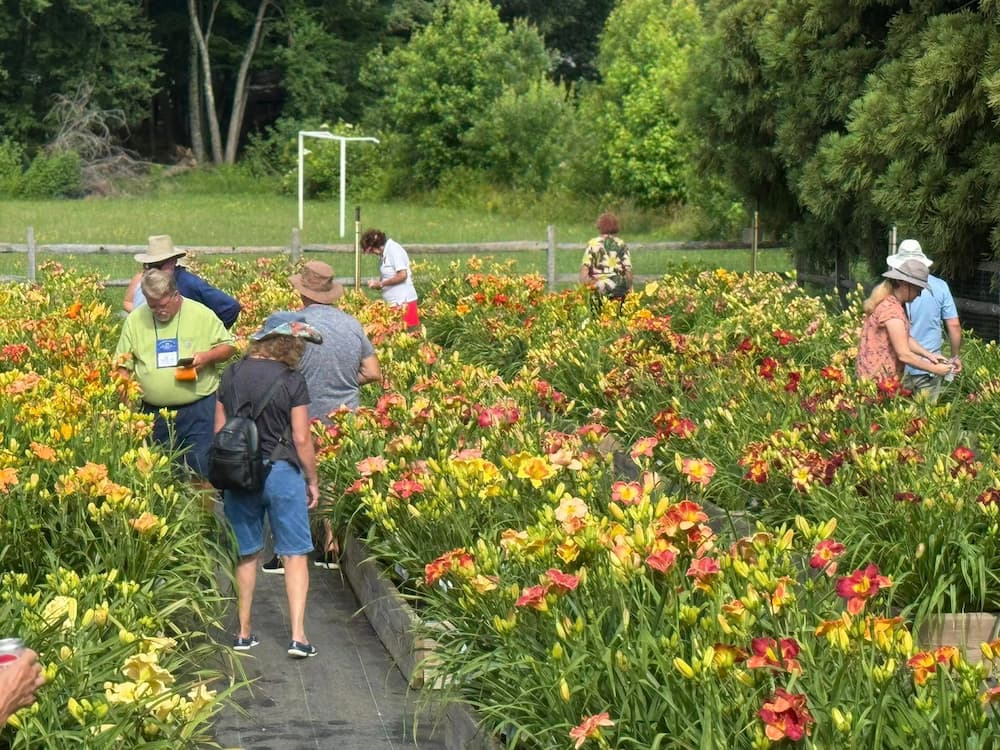 2025 daylily convention (Summer Regional) - CreativEdge Perennials North Carolina