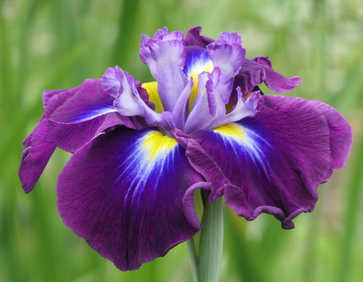 August Emperor