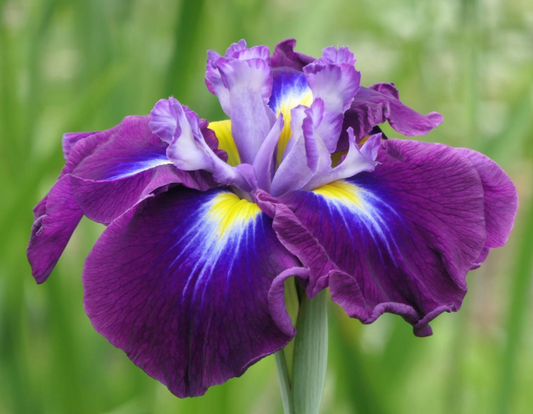 August Emperor