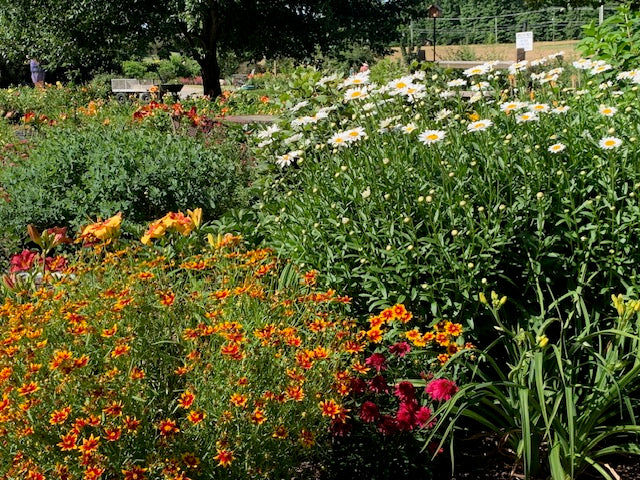 Butterfly Garden - CreativEdge Perennials