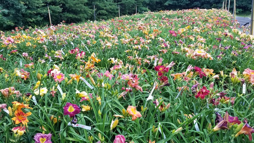 Daylily Garden - CreativEdge Perennial Garden NC