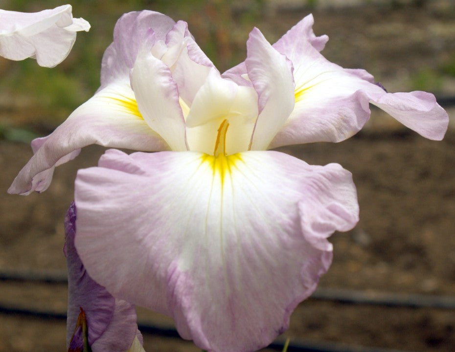 Fourfold Pink