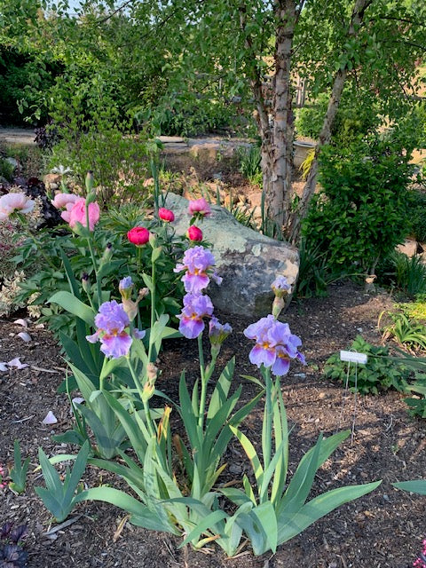Iris & Peony Garden - CreativEdge Irises NC