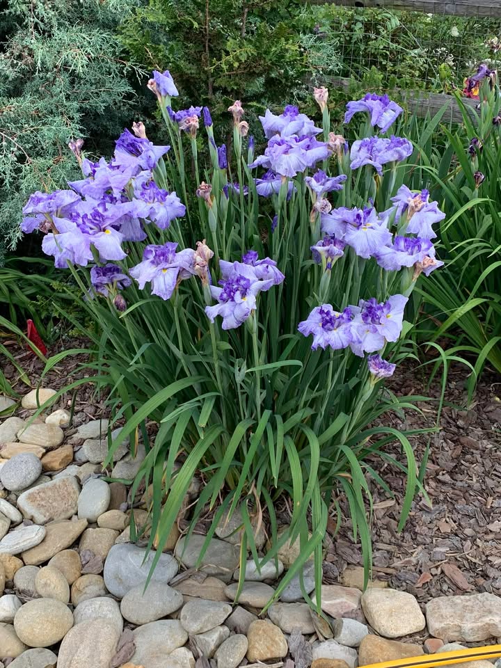Group of purple irises in a garden setting with rocks and greenery.
